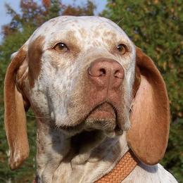 Braque du Bourbonnais from Aspen Ridge Kennels