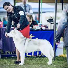 Frankie - Siberian Husky