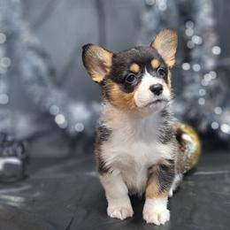 Butterball - Black and tan female American Corgi puppy in Gouverneur, New York from St. Lawrence Corgis