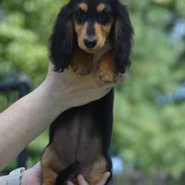 Violet - Black and tan female Dachshund puppy in Hebron, Indiana from MCS Dachshunds
