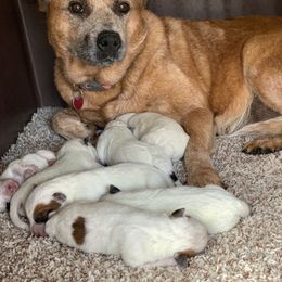 Australian Cattle Dog Puppies from Oakley ACDs