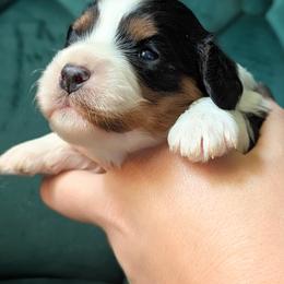 Cavapoo Puppies from WW Cavapoos