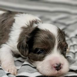 Cumulus - Merle male Cavapoo puppy in Salem, New Jersey from Dreamy Night Doodles