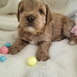 Cavapoos and Cockapoos from Happy Doodles- Cockapoo and Cavapoo puppies