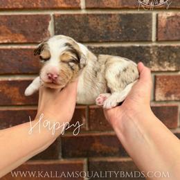Happy - Chocolate merle male Bernedoodle puppy in Owasso, Oklahoma from Kallams Bernedoodles & Bernese Mountain Dogs