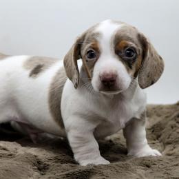 Male 2 - Dapple male Dachshund puppy in Childress, Texas from Taylor Farms