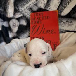 Chardonnay - White and black female Dalmatian puppy in Claremore, Oklahoma from Lotsofdots Dalmatians