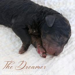 The Dreamer - Phantom female Goldendoodle puppy in Livermore, Colorado from Heritage Hills Family Doodles