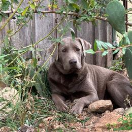 Dilute Retriever puppies from The Sugar & Spice Ranch Labrador Retrievers