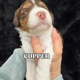 Boy 2 - male Bernedoodle puppy in Greeneville, Tennessee from My Two Doodles