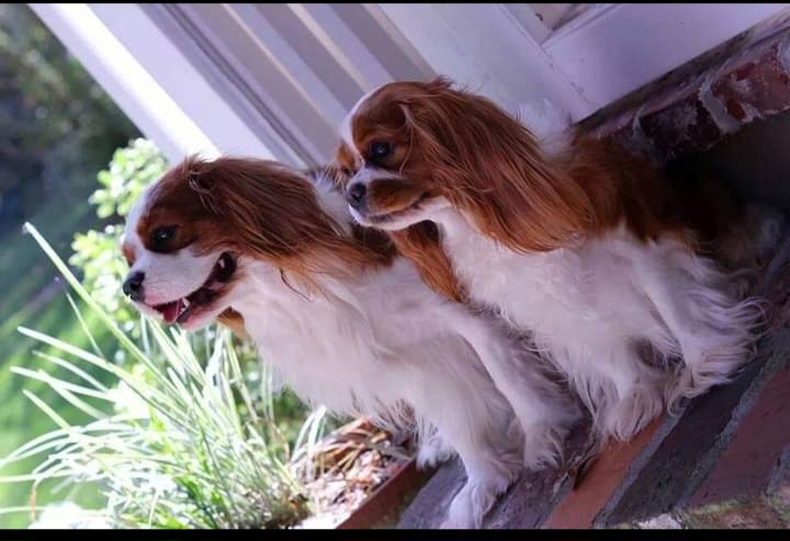 Cavalier King Charles Spaniels from Oxford Cavaliers