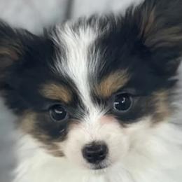 Papillons and Shetland Sheepdogs from Lucky Pups