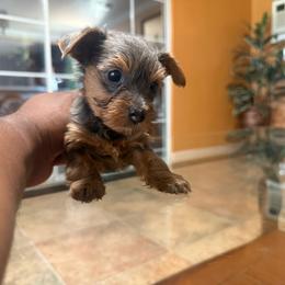Silvio - Blue and gold male Yorkshire Terrier puppy in Pomona, California from Lunio's Yorkies