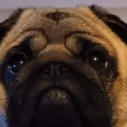 Pugs from Pugs R Us