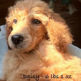 Daisy - Apricot female Poodle puppy in Greenwich, New York from MizzElle’s Standard Poodles