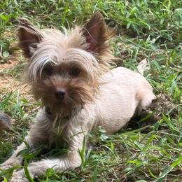 Tawnee - Yorkshire Terrier