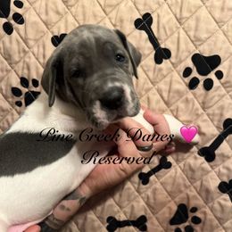 Maggie - Great Dane puppy from Pine Creek Great Danes
