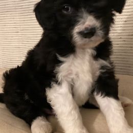 Assorted Doodle Crosses and Bearded Collie Puppies from White Tips Ranch