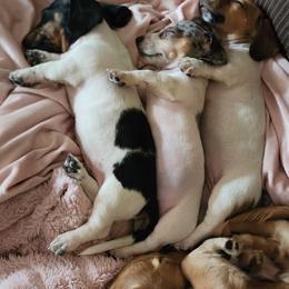 Dachshund Puppies from Haus of Wiener Schnitzel