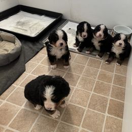 Bernese Mountain Dog Puppies from Cameo