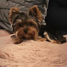 Tinkerbell - Yorkshire Terrier