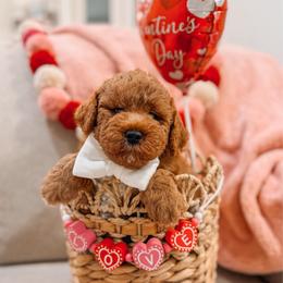 Forrest - Red  male Goldendoodle puppy in Iola, Texas from Supreme Doodles of Texas