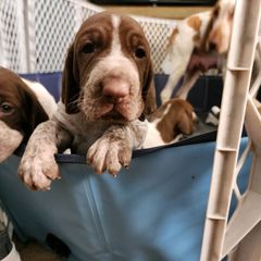 Chessie - Bracco Italiano puppy in Brevard, North Carolina from Archwood Kennels