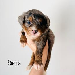 Sierra - Tri-color female Bernedoodle puppy in Auburn, Indiana from Martin’s Doodles