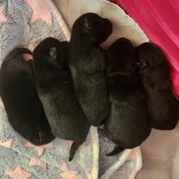 Schipperke Puppies from Walking Hart Schipperkes