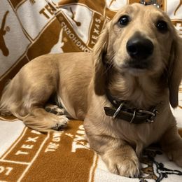 Mac - Cream Dachshund puppy in Arp, Texas from Barksalot Dachshunds