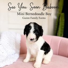 See You Soon Baboon - Tri-color male Bernedoodle puppy in Grove, Oklahoma from Guinn Family Farms