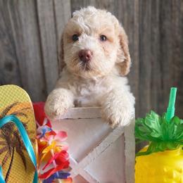 Oak-light blue collar - White and brown male Saint Berdoodle puppy in Paw Paw, Michigan from ProAct Canines