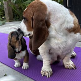 Baby red - Black brown and white male Basset Hound puppy in Meyersdale, Pennsylvania from Susan's Basset Hounds
