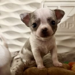 Lacy - Blue brindled fawn female Chihuahua puppy in Saint Johns, Florida from Acme Chihuahuas (Cheeky Chis)