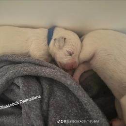 Dalmatian Puppies from Glasscock Dalmatians
