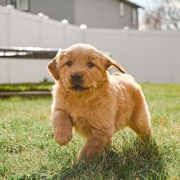 Snip - Golden male Golden Retriever puppy in Payette, Idaho from Stonewick Retrievers