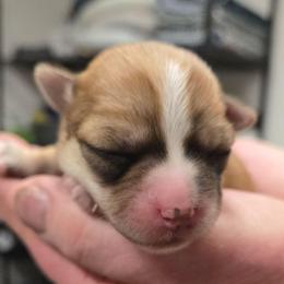 Penny - White and tan female Morkie puppy in Thompson, Iowa from Weiss's Puppies