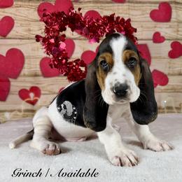 Grinch - Black white and brown male Basset Hound puppy in Dingess, West Virginia from Tuckers' Howling Hounds