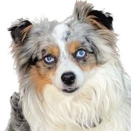Gibbie - Toy Australian Shepherd