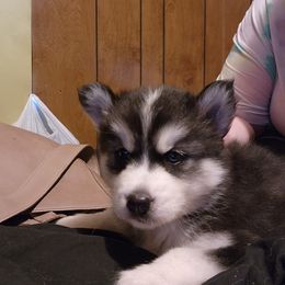 Siberian Husky Puppies from Crystal's Siberian Huskies