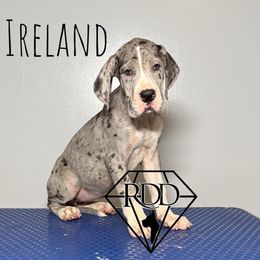 Ireland - Mantle merle Great Dane puppy in Huntsville, Alabama from Rough Diamond Danes