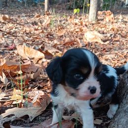 Sammy - Tri-color male Cavalier King Charles Spaniel puppy in Villa Rica, Georgia from Georgia Alabama Cavaliers