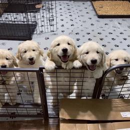 Golden Retriever Puppies from Shupe’s Sweet Southern Goldens