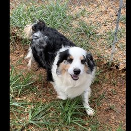 Doc - Miniature Australian Shepherd