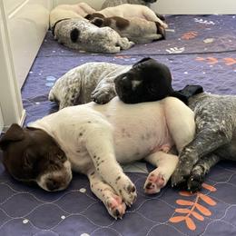 German Shorthaired Pointer Puppies from Thunder Mountain Gun Dogs