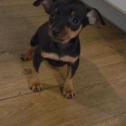 Kade - Black and rust male Miniature Pinscher puppy in Ethridge, Tennessee from Liberty Hill Farm