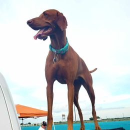 Wrigley - Vizsla