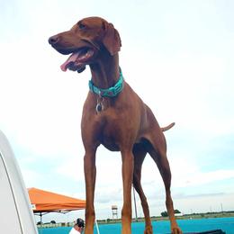 Wrigley - Vizsla