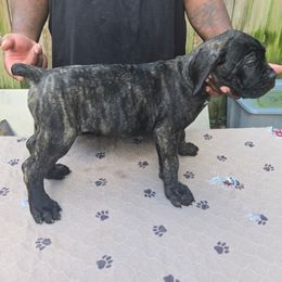 Black brindle 1 - Black brindle male Cane Corso puppy in Jacksonville, Florida from Fleming Cane Corso's