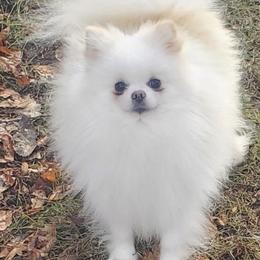 Pomeranian puppies from Fancy Paws Pomeranians